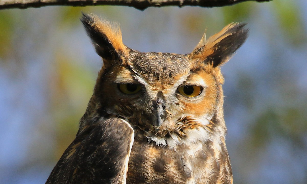 Great Horned Owl - ML373841931