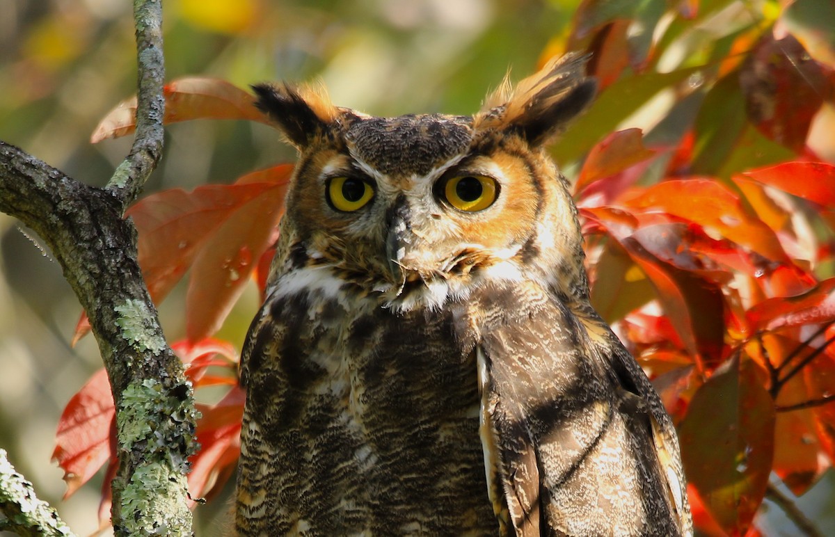 Great Horned Owl - ML373841951