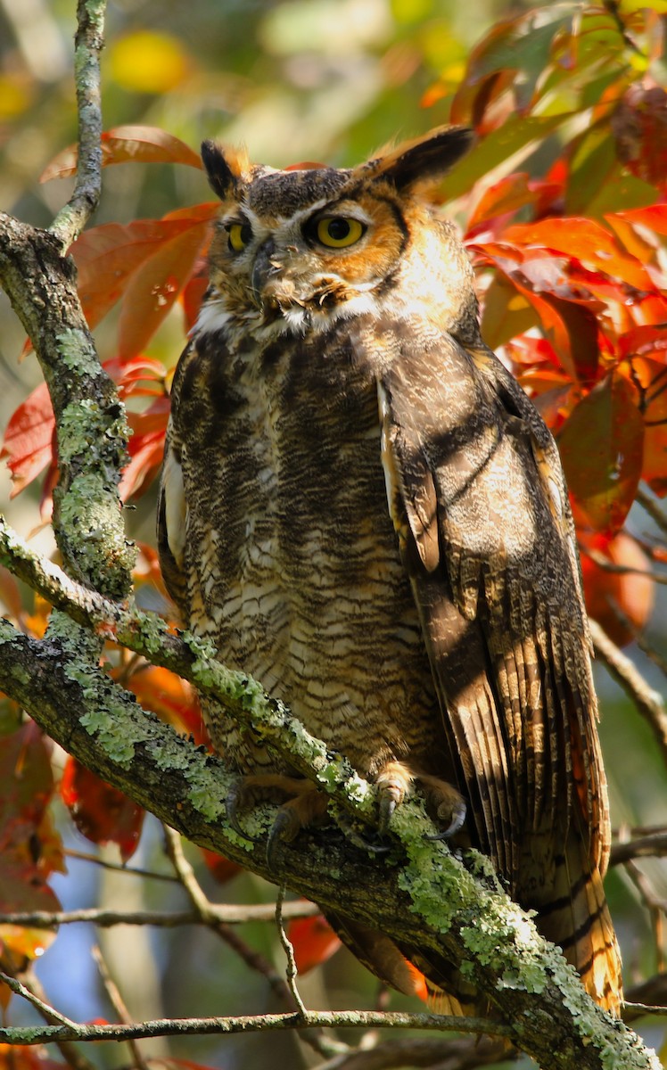 Great Horned Owl - ML373841961