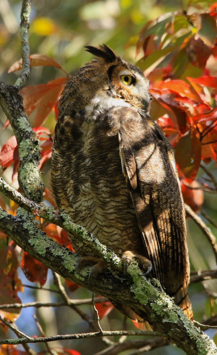 Great Horned Owl - ML373842081