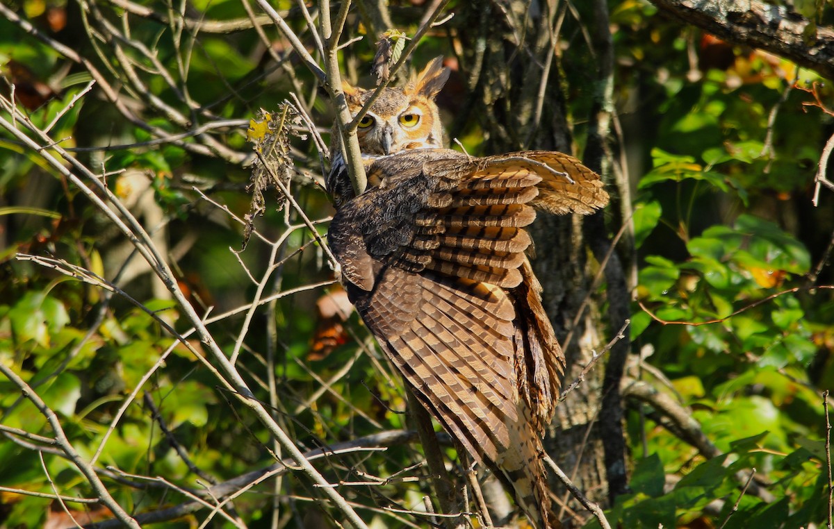 Great Horned Owl - ML373842161