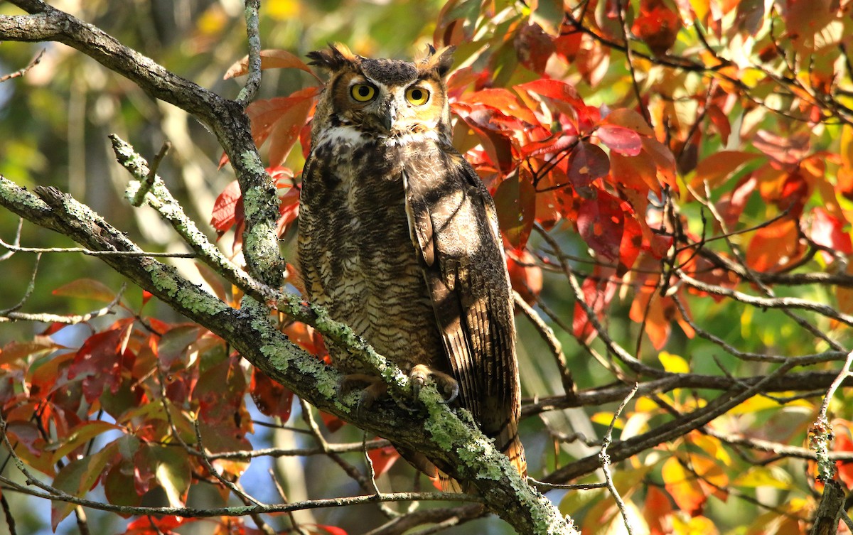 Great Horned Owl - ML373842321
