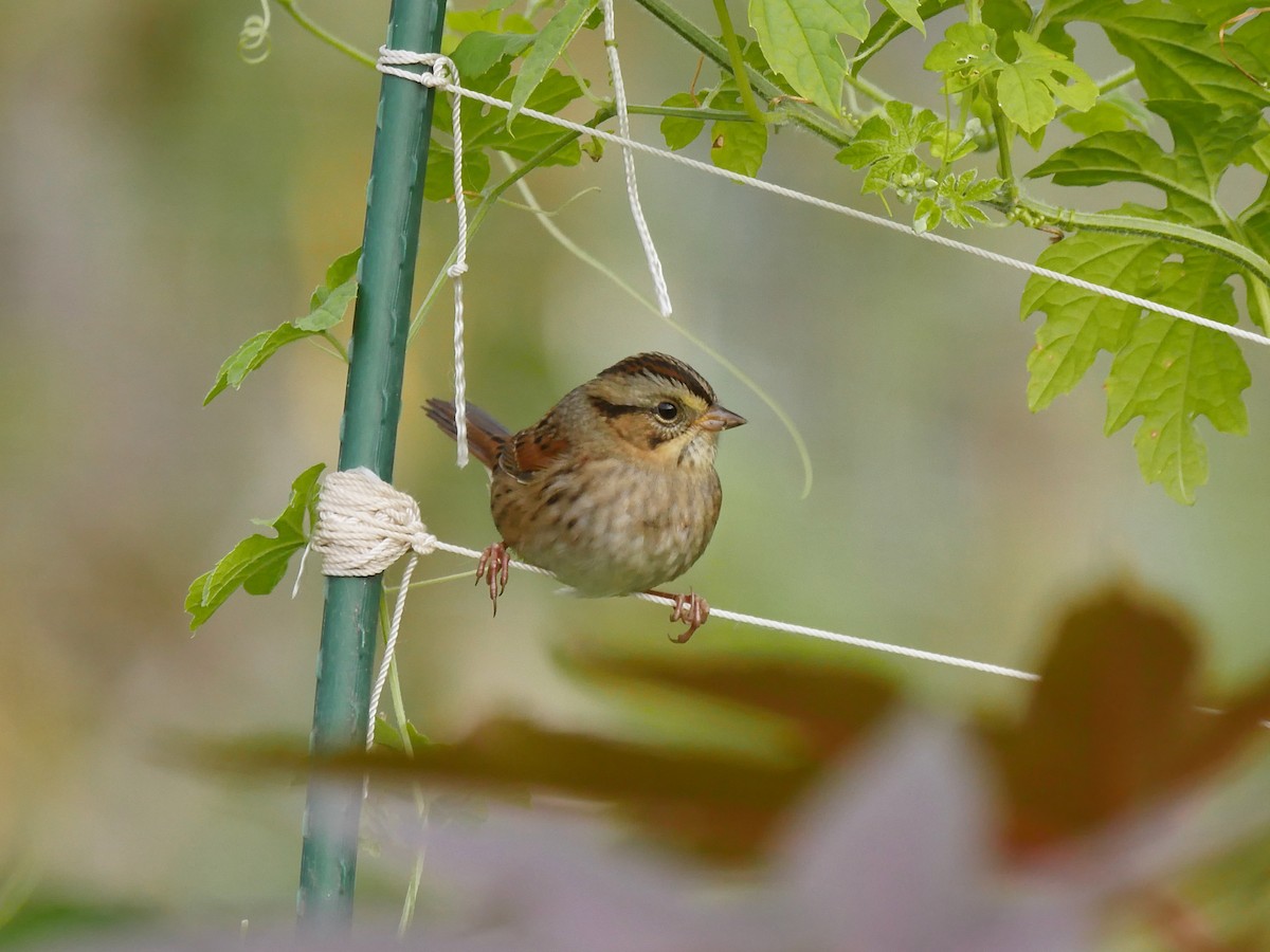 Swamp Sparrow - Jeffrey Thomas