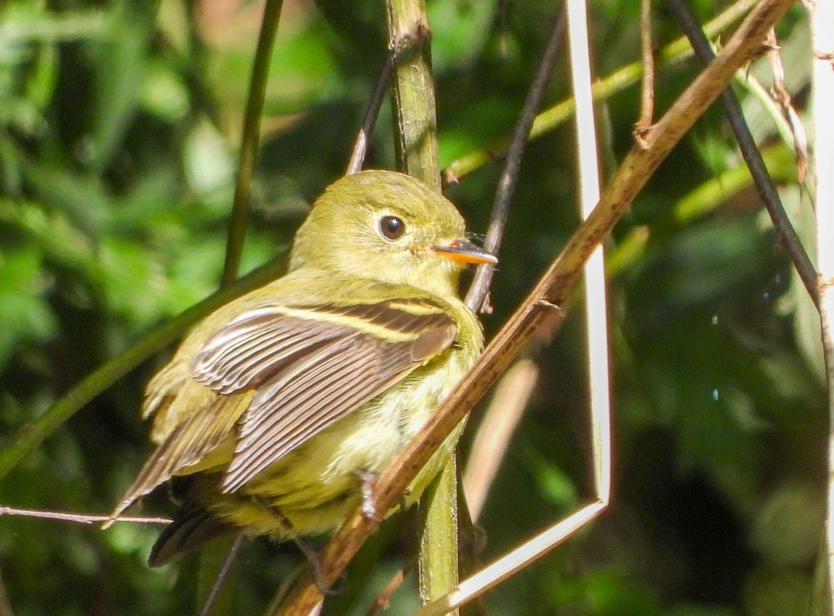 Yellow-bellied Flycatcher - Valerie Masten