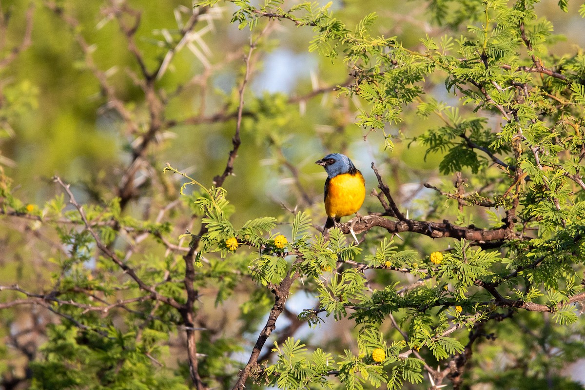 Blue-and-yellow Tanager - Ana Merlo