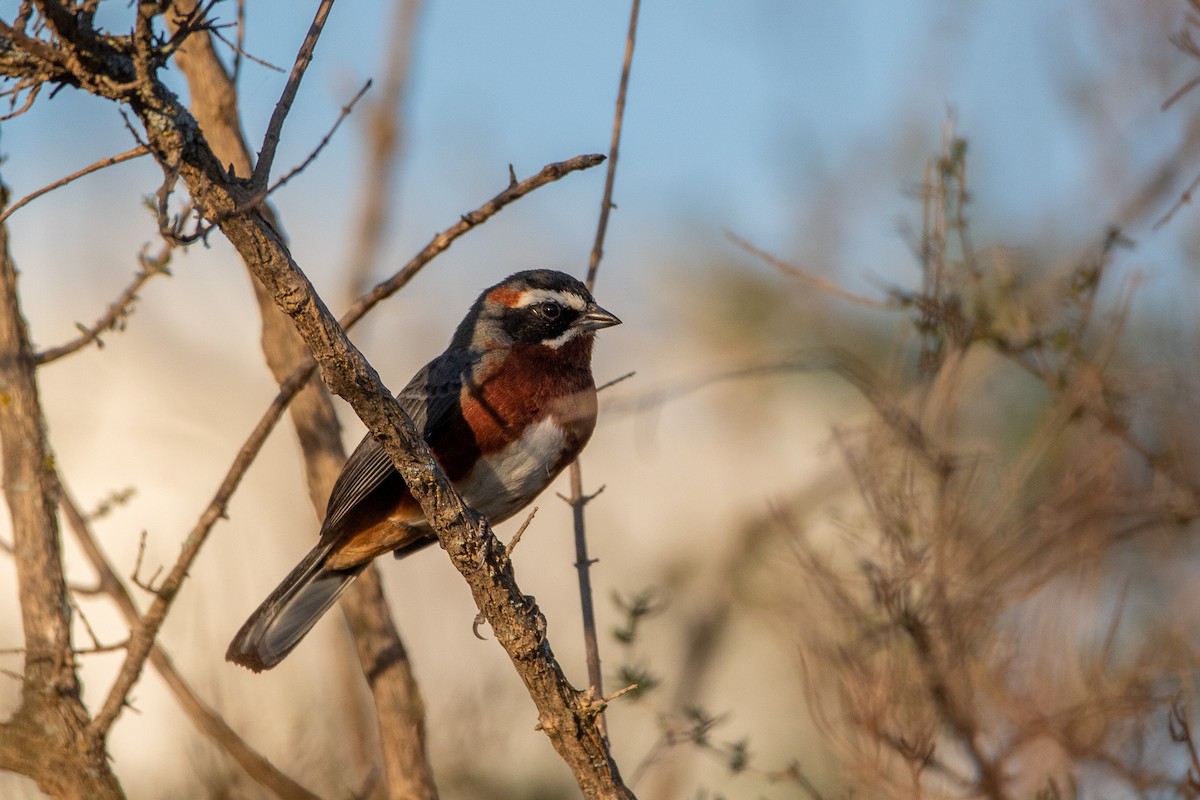 Black-and-chestnut Warbling Finch - Ana Merlo