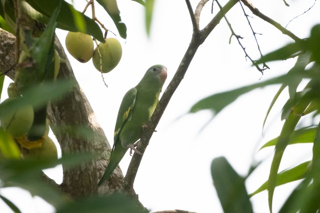 White-winged Parakeet