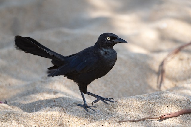 Greater Antillean Grackle