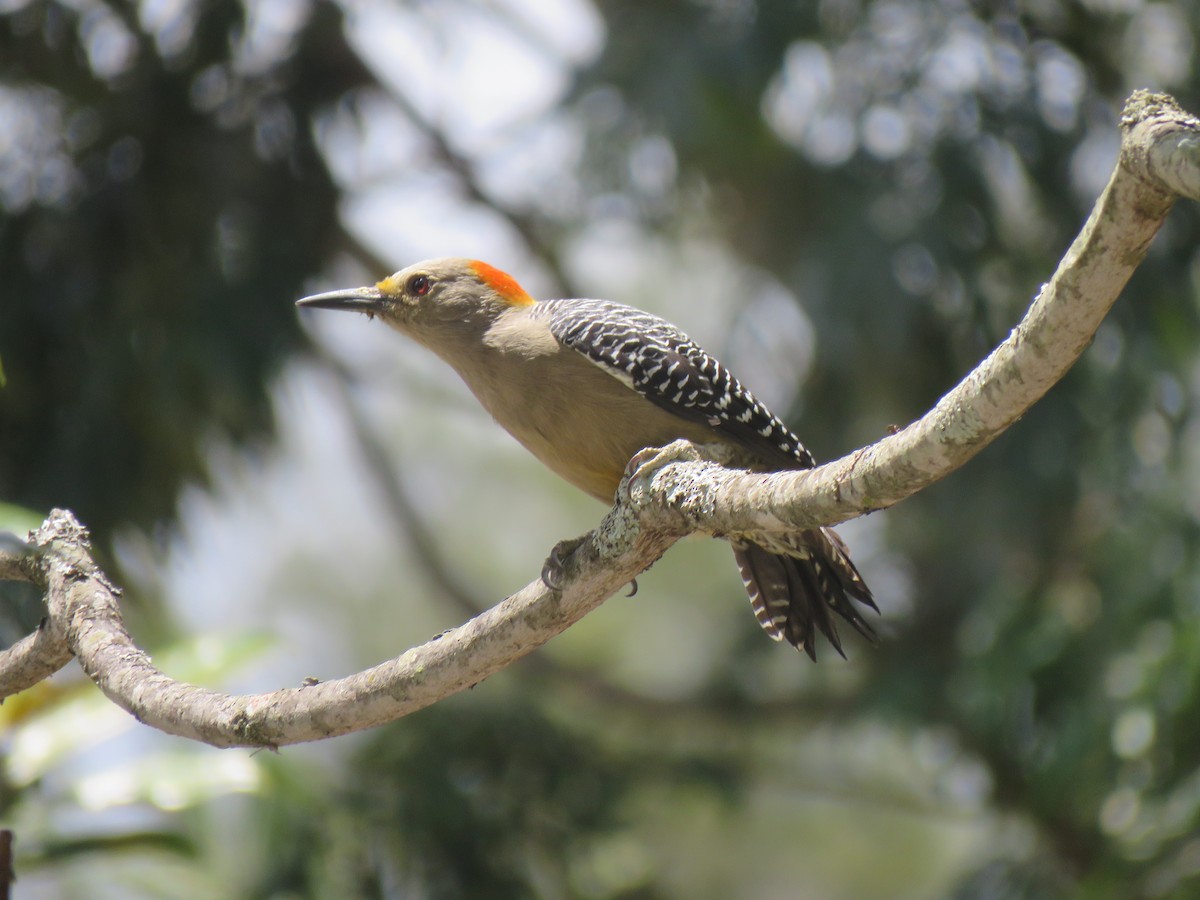 Golden-fronted Woodpecker (Velasquez's) - ML373886391