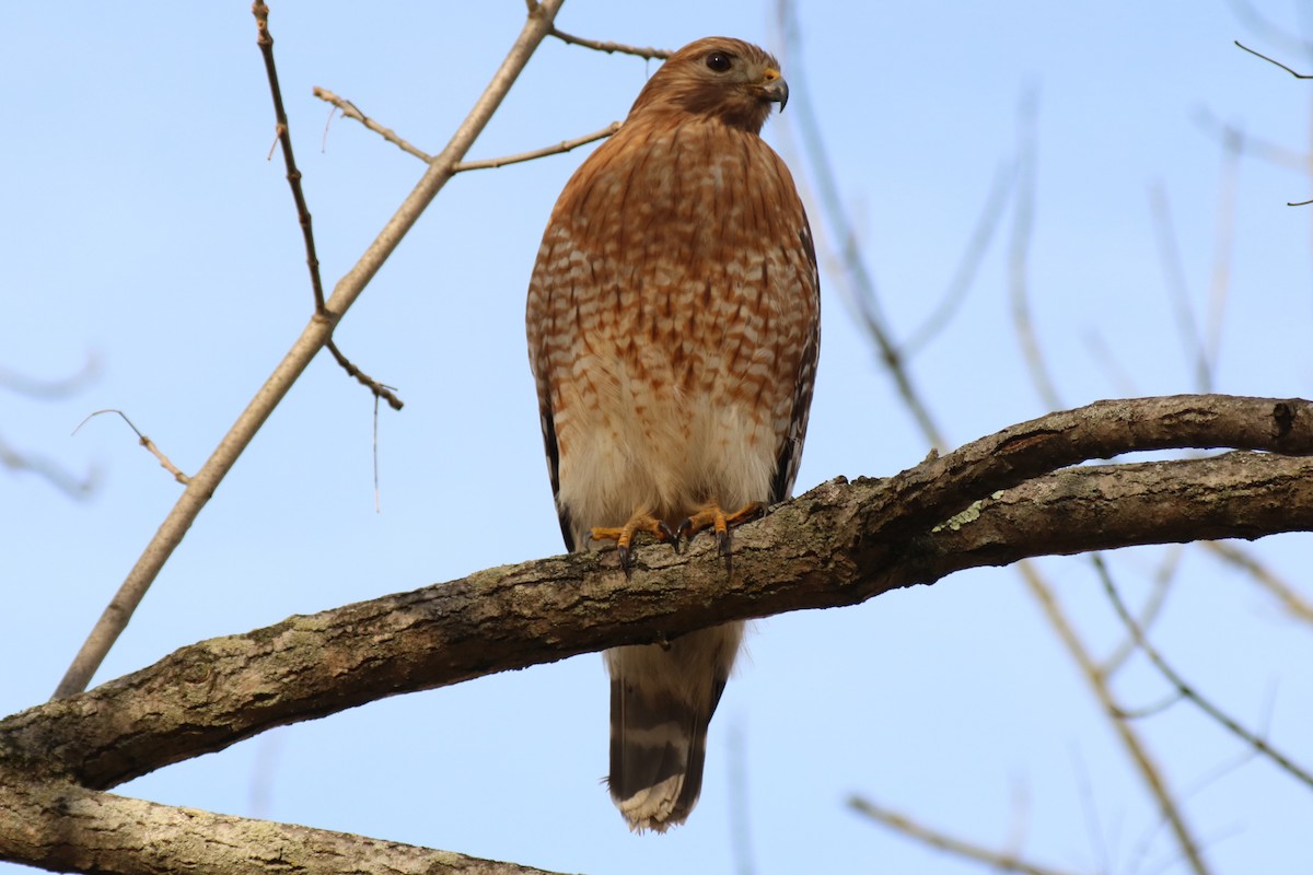 Red-shouldered Hawk - Andrew E and Rebecca A Steinmann