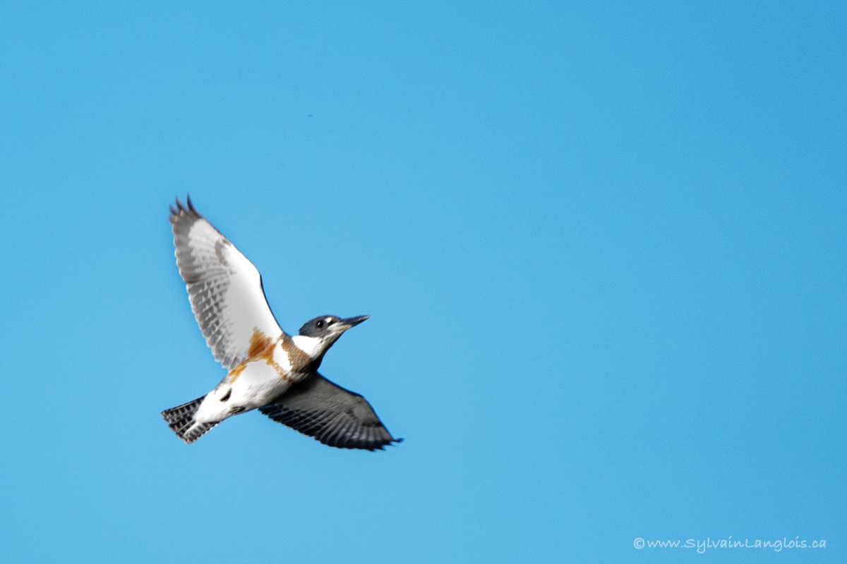 Belted Kingfisher - ML373897891