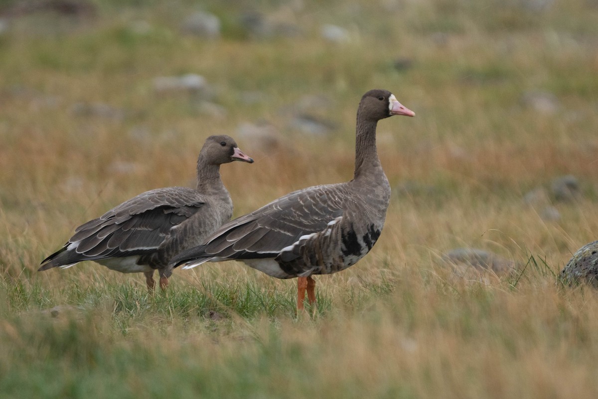 Greater White-fronted Goose - james park