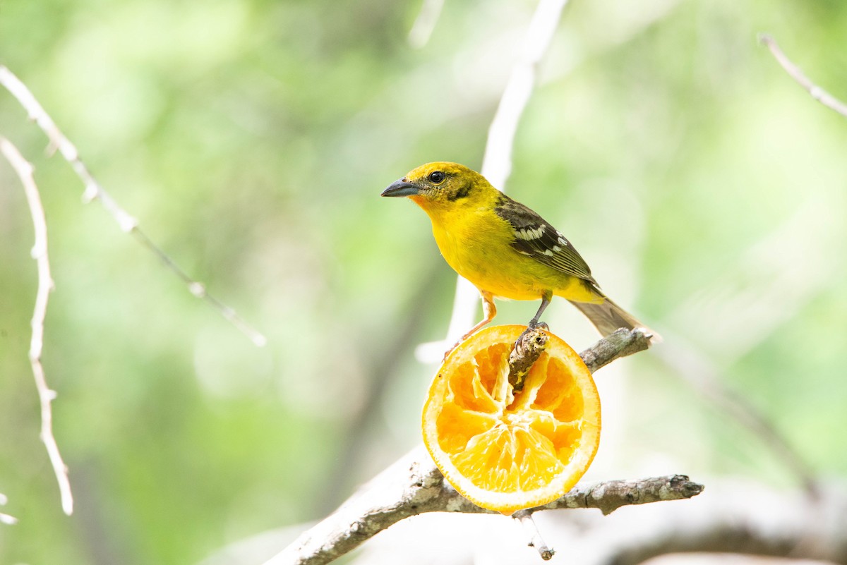 Flame-colored Tanager - ML373906821