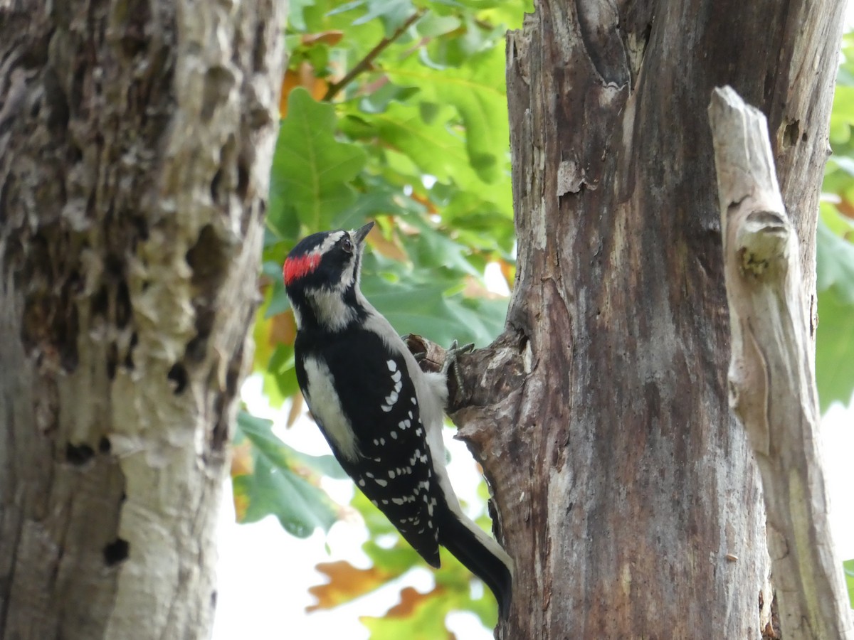 Downy Woodpecker - ML373910181