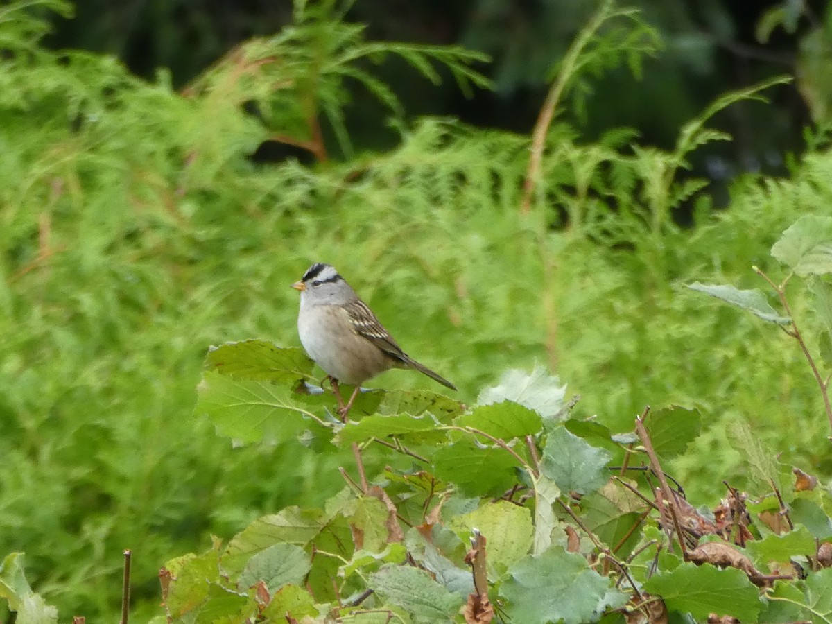 White-crowned Sparrow - Elaine Koehler