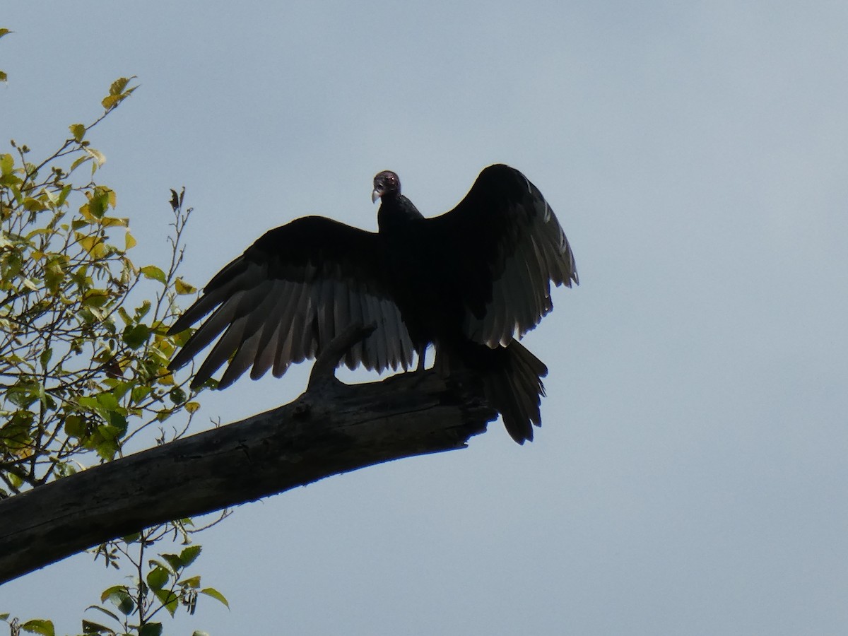 Turkey Vulture - Elaine Koehler