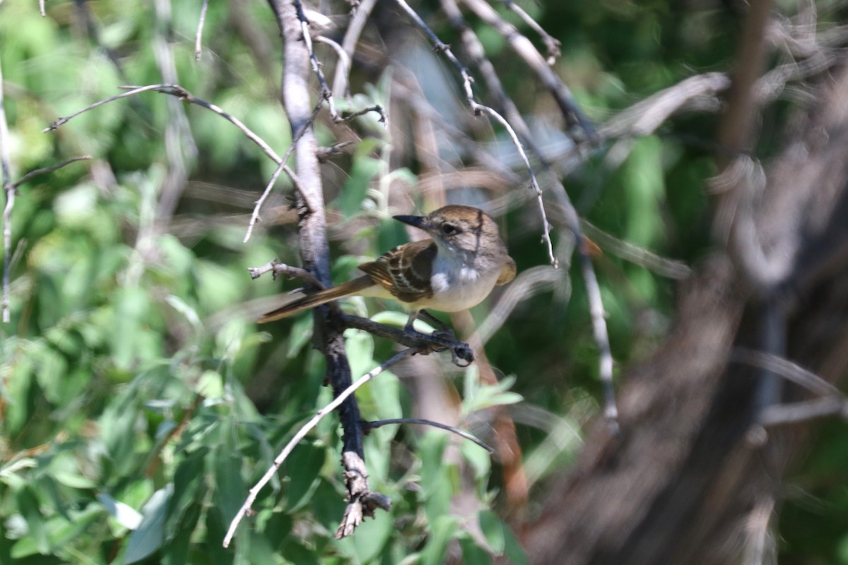 Ash-throated Flycatcher - Andrew E and Rebecca A Steinmann