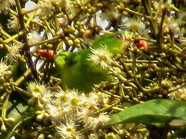 Blue-fronted Lorikeet - Craig Robson