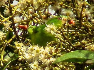  - Blue-fronted Lorikeet