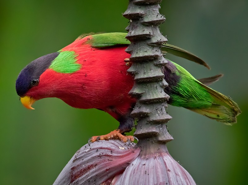Collared Lory - Lars Petersson