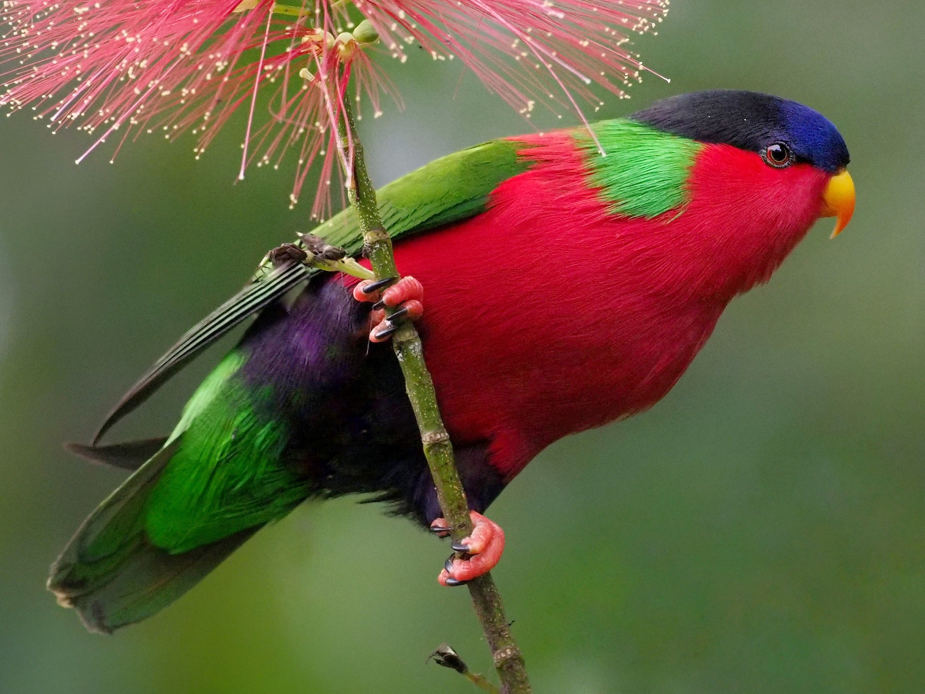 Collared Lory - eBird