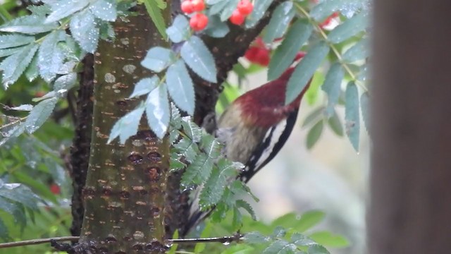 Red-breasted Sapsucker - ML373925681