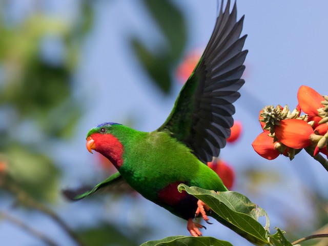 Blue Fronted Lorikeet Rainbow Lorikeet With No Yellow Breast?