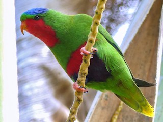 ズアオムスメインコ - eBird