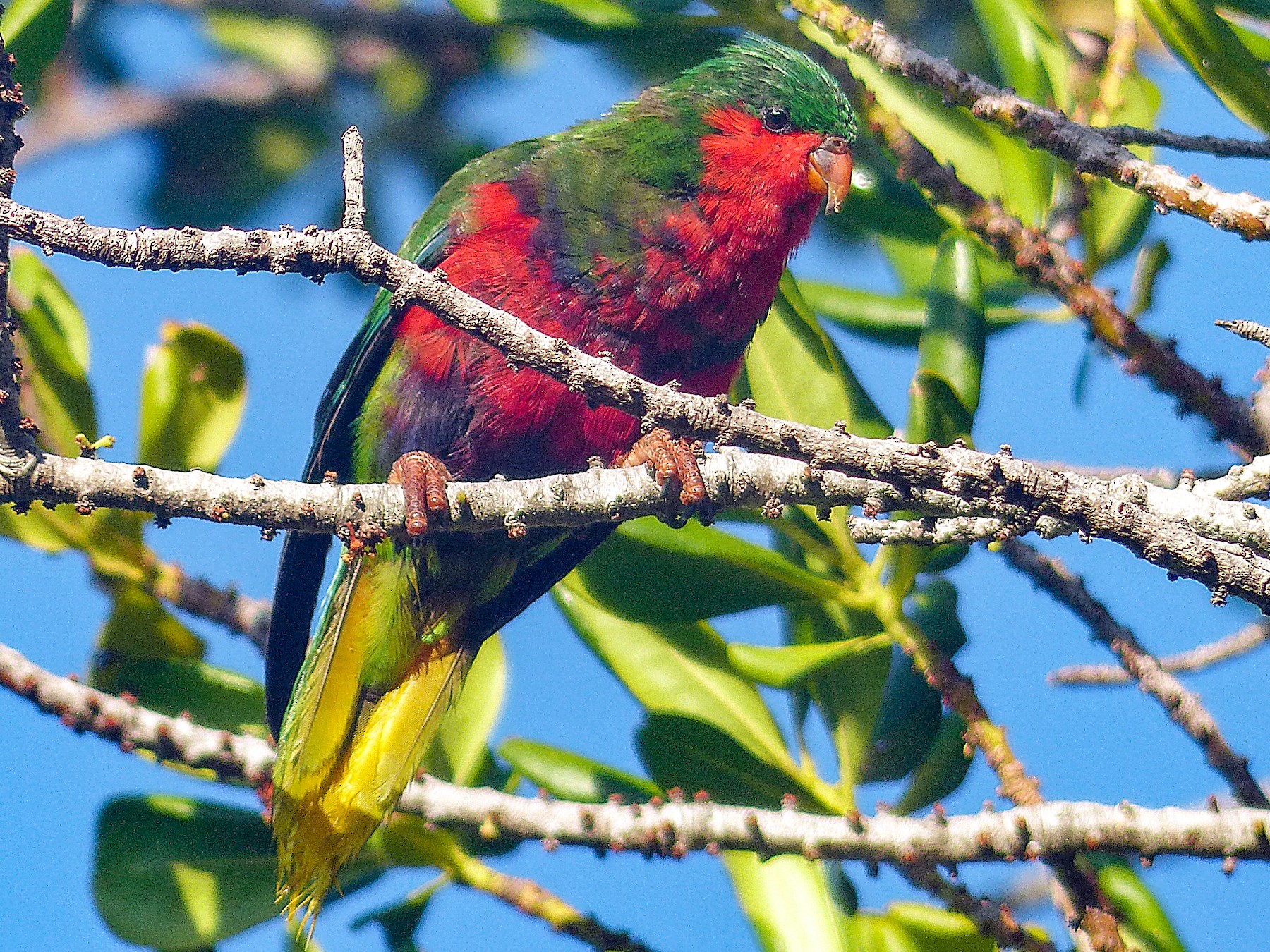 ムネムラサキインコ Ebird