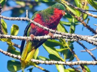  - Stephen's Lorikeet