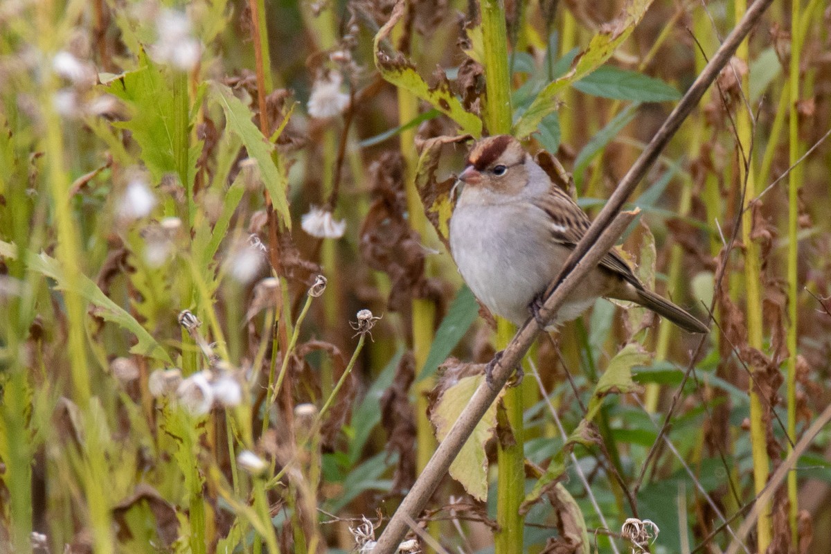 White-crowned Sparrow - ML373931981