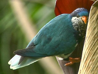  - Ultramarine Lorikeet