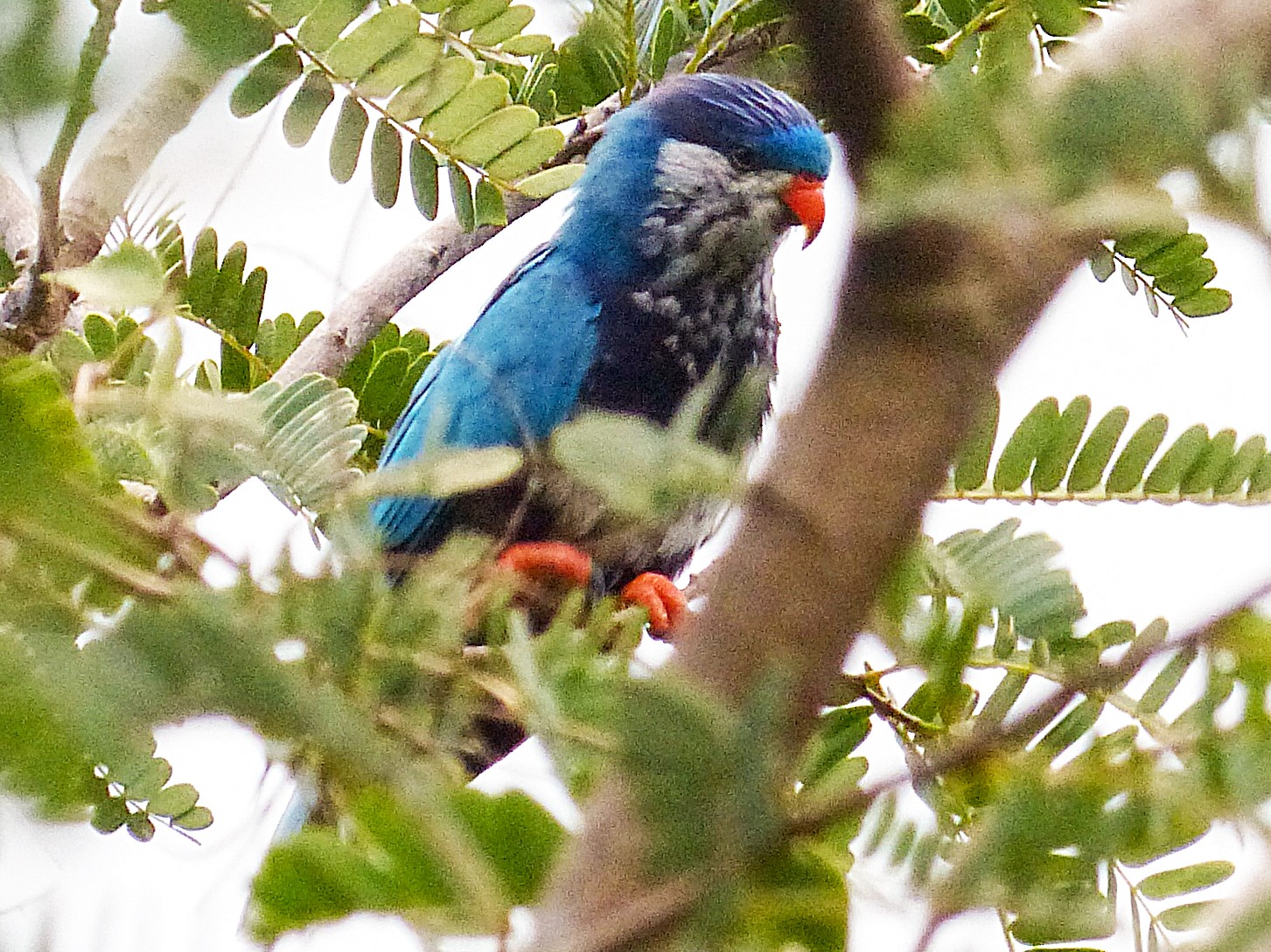 Ultramarine Lorikeet - Phil Tizzard