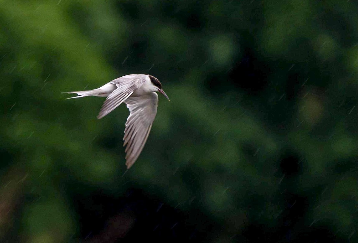 Common Tern - Nepal Important  Bird Records