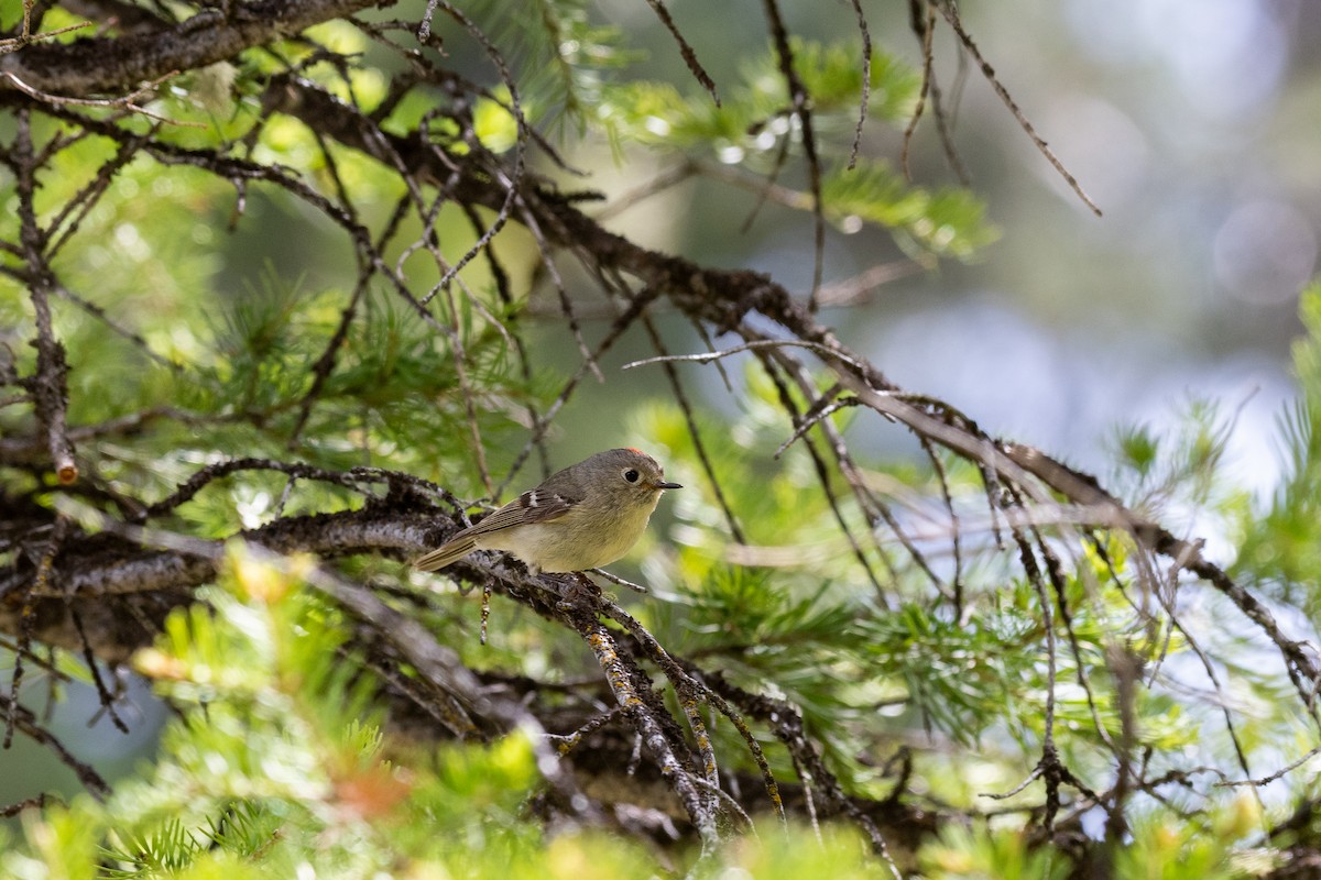 Ruby-crowned Kinglet - Kyle Matera