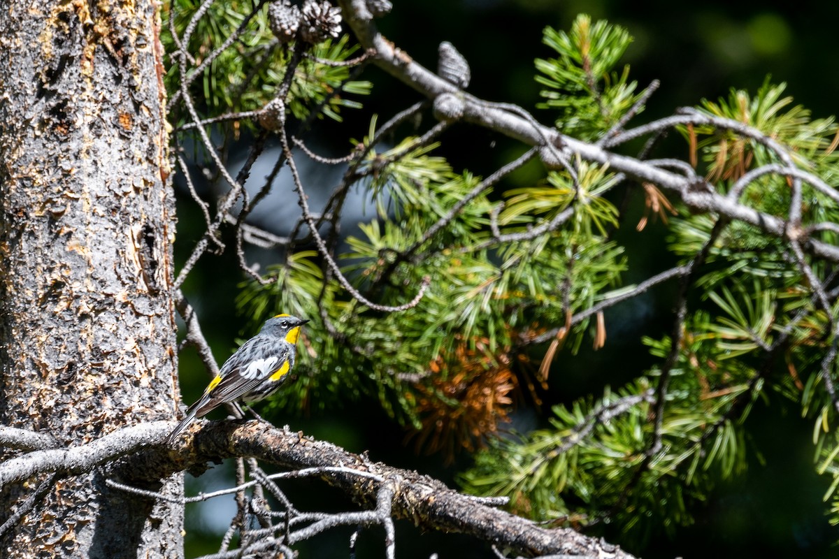 Yellow-rumped Warbler (Audubon's) - Kyle Matera