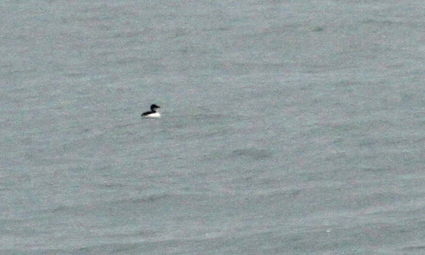 Thick-billed Murre - ML37393641