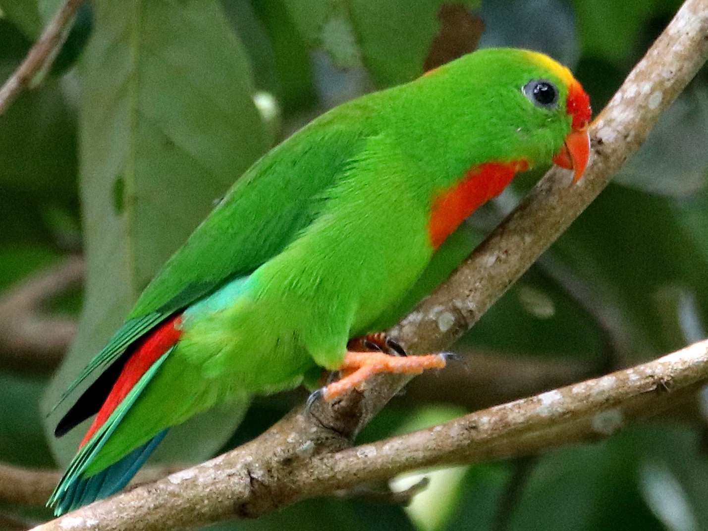 Philippine Hanging-Parrot - Chris Chafer