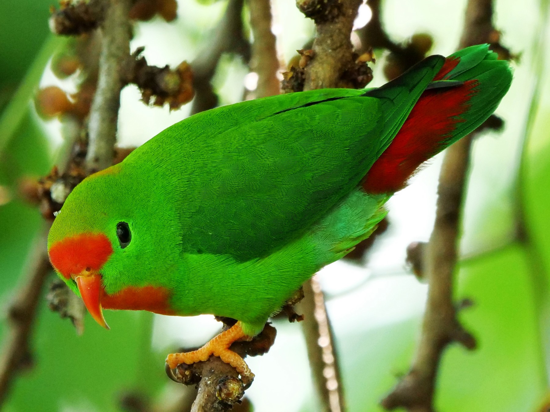 Hanging parakeet store