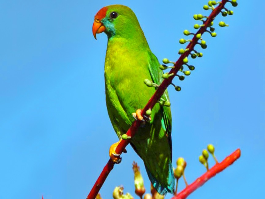 Philippine HangingParrot eBird