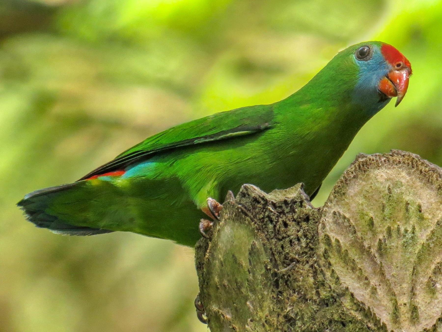 Philippine Hanging-Parrot - George Inocencio