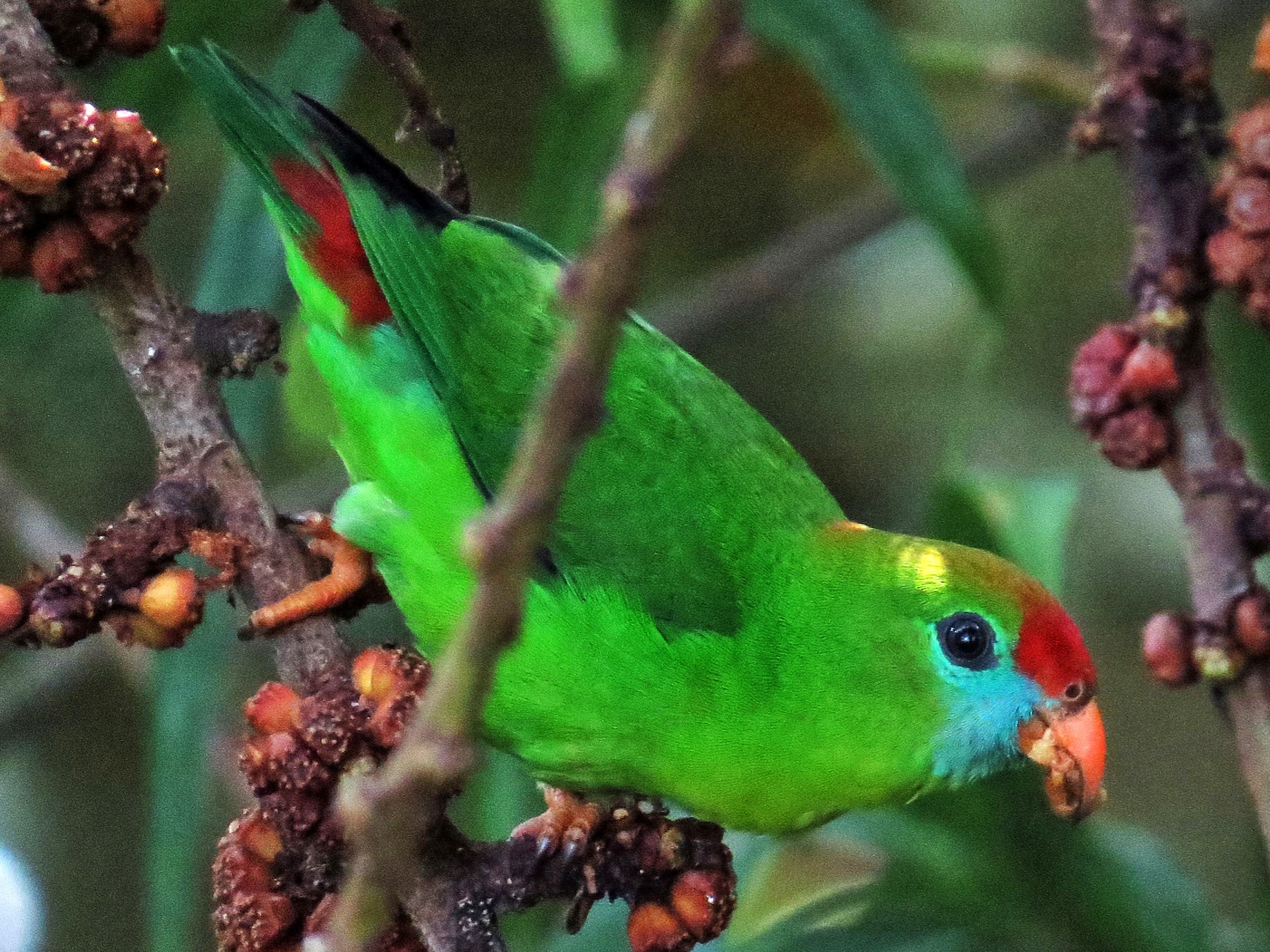 Philippine HangingParrot eBird