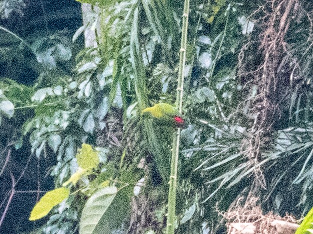 Camiguin Hanging-Parrot - Forest Botial-Jarvis