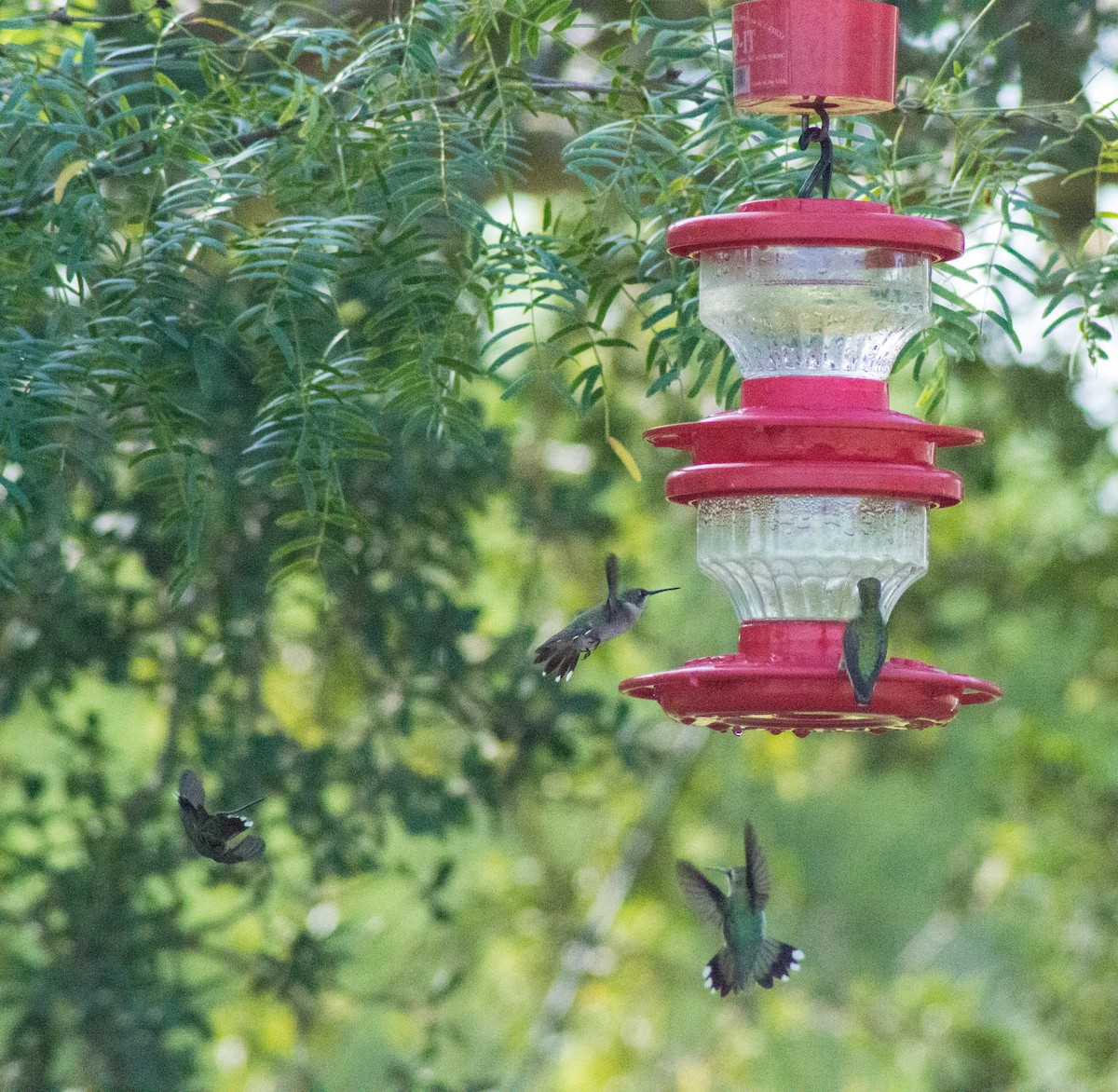 Ruby-throated Hummingbird - ML373941821