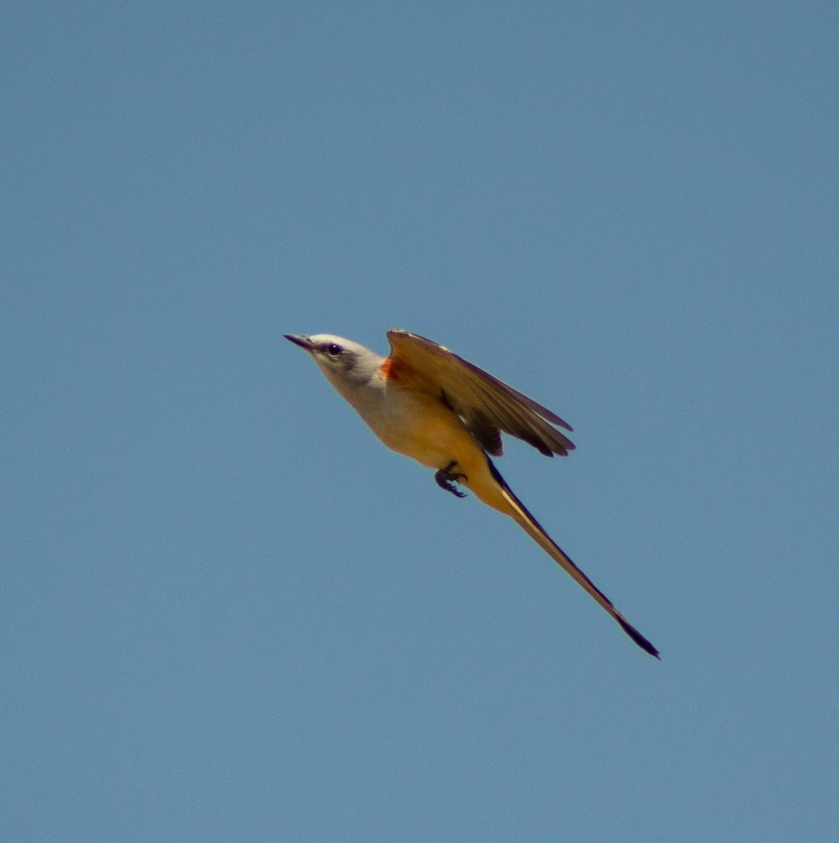 Scissor-tailed Flycatcher - ML373942091