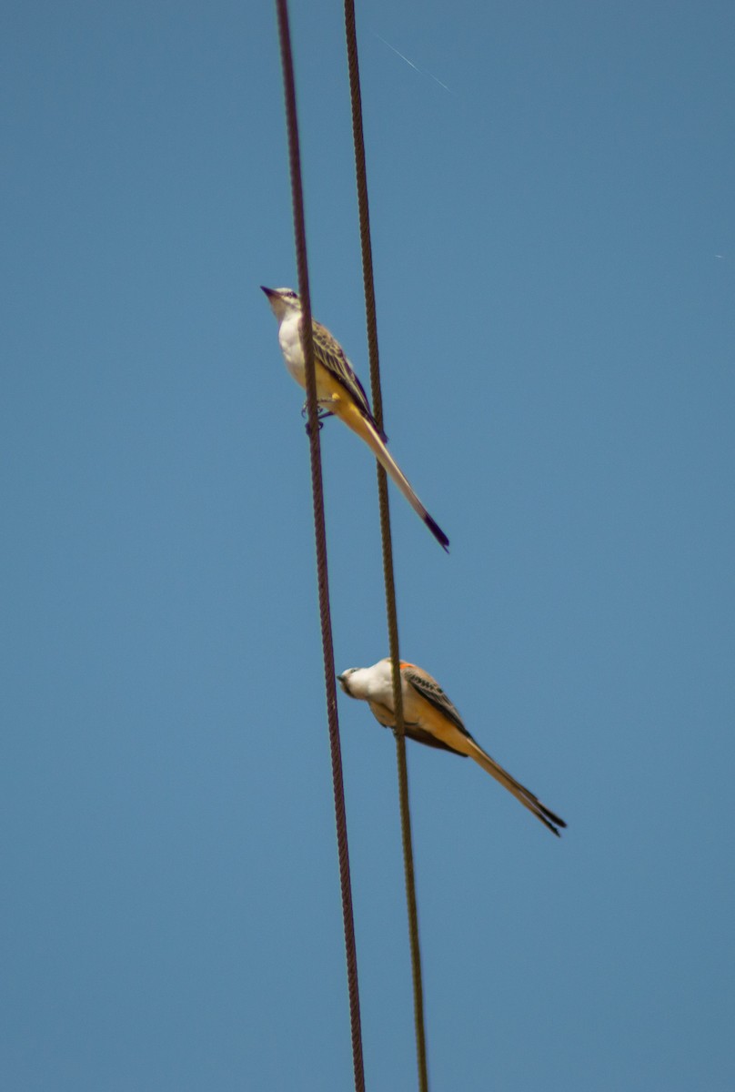 Scissor-tailed Flycatcher - Trenton Voytko