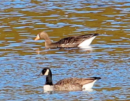 Greater White-fronted Goose - sam hough