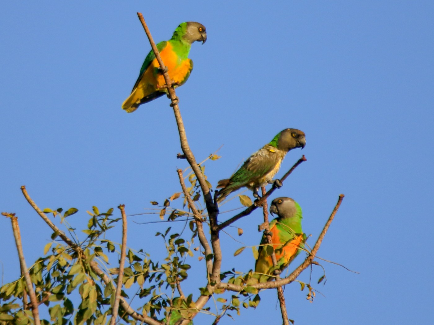 2 nids special croupion rouge,bonnet bleu ou stanley,conure,pirrurha,senegal