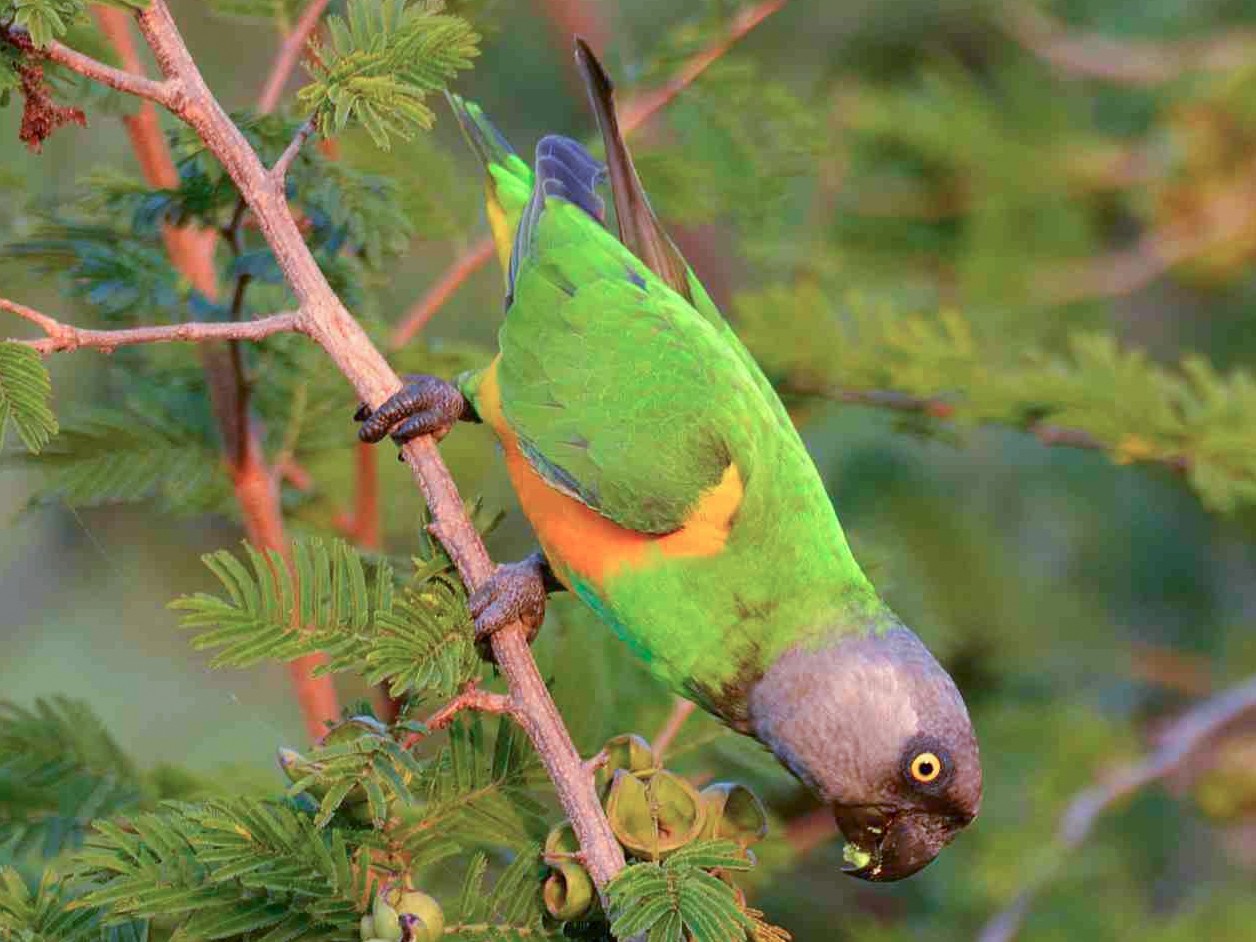 Senegal Parrot - Eric francois Roualet