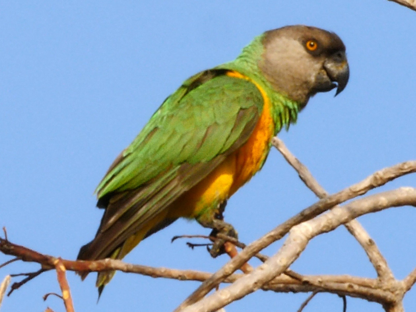 Senegal Parrot - Josep del Hoyo